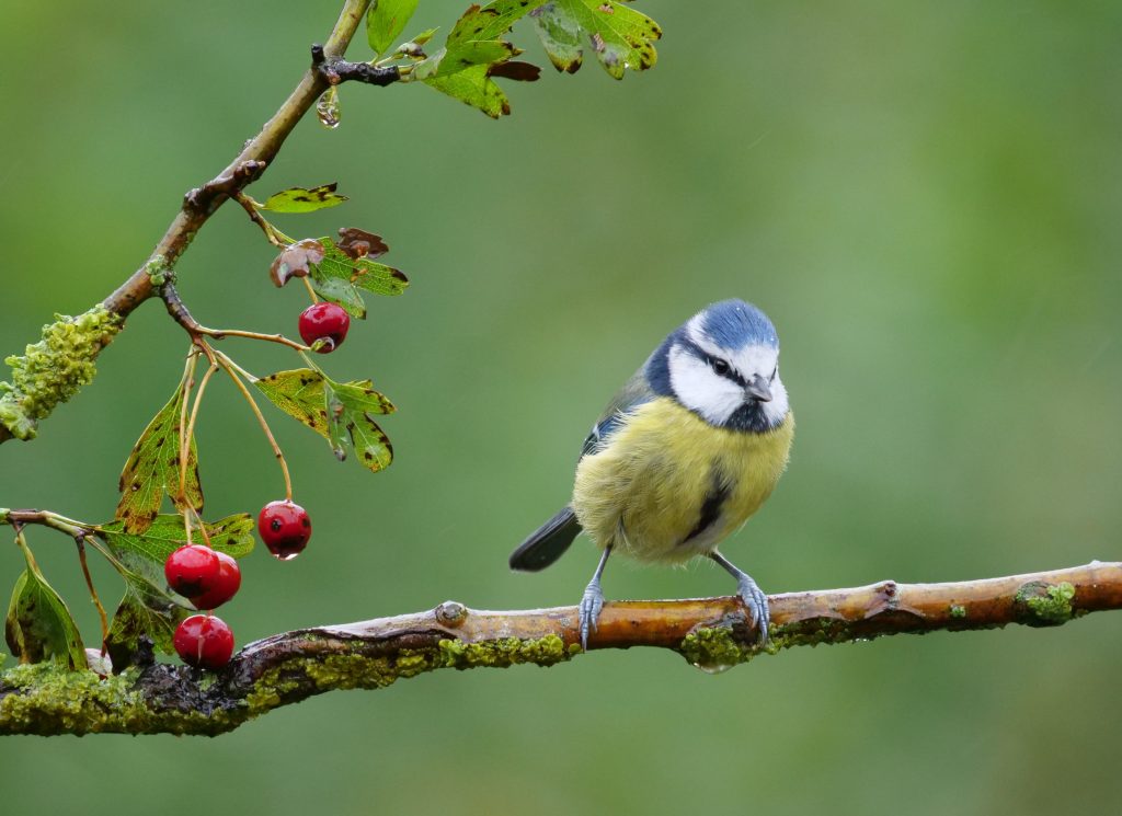 Koniotes Award joint 2nd. Malcolm Toyer — Blue Tit