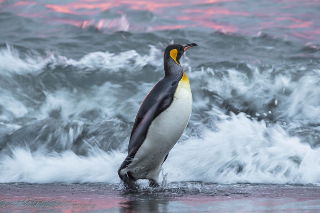 World penguin day by Paul Goldstein 