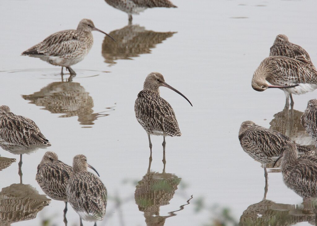 Curlews by Keith White