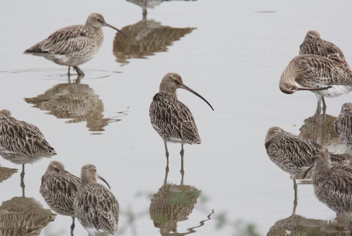 Curlews by Keith White