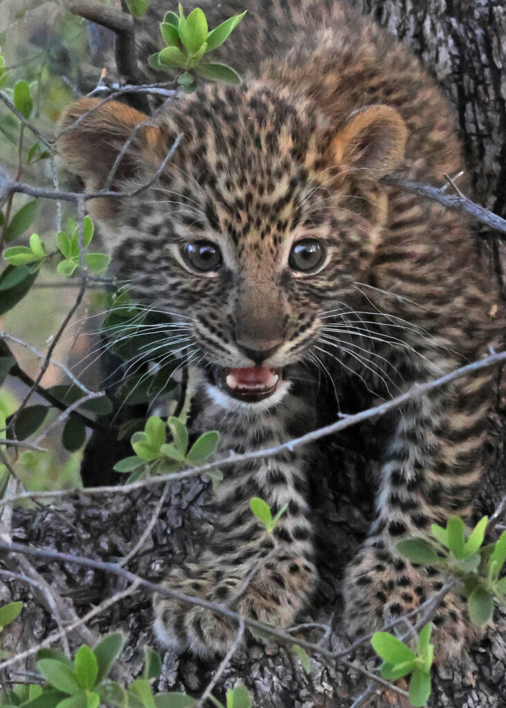 Leopard Cub by Mike Harrison
