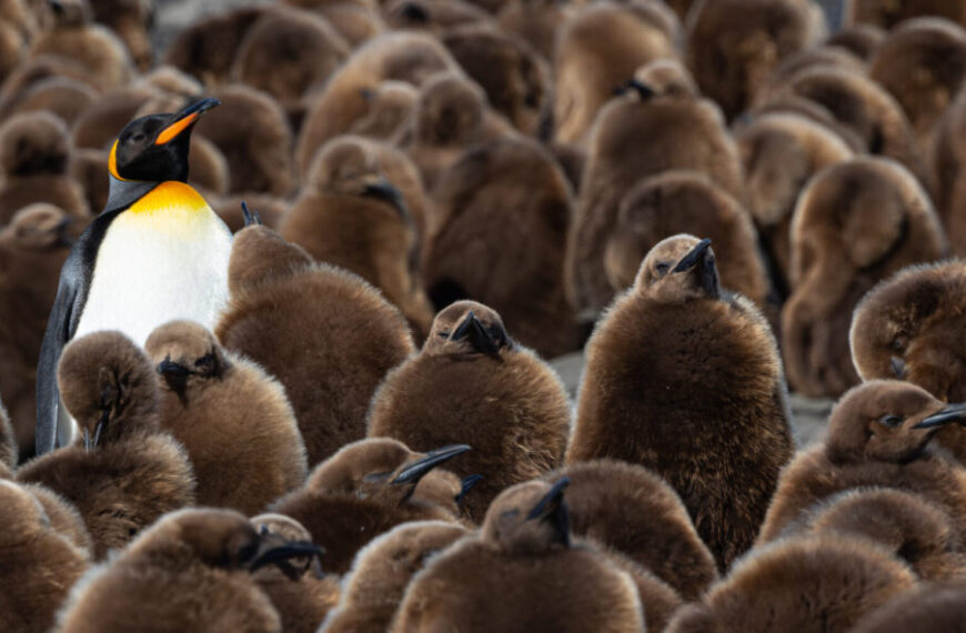 King Penguins