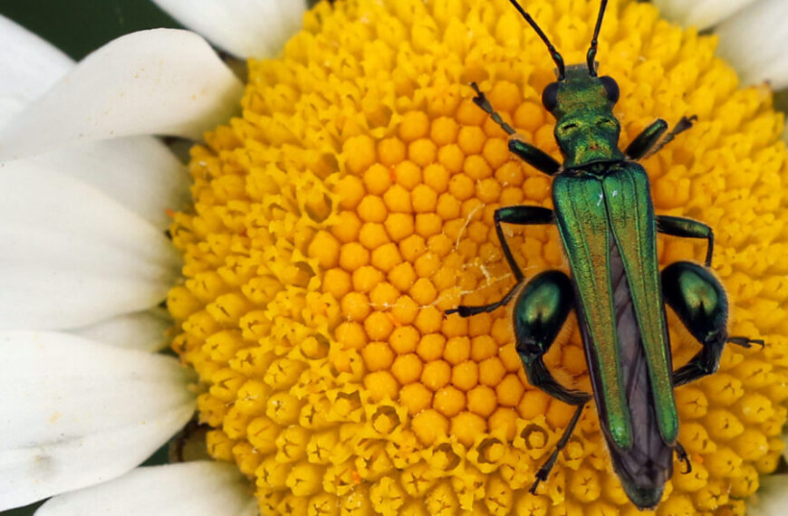 Thick-legged Flower Beatle on Ox-eye Daisy