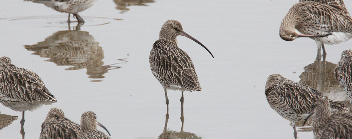 Curlews