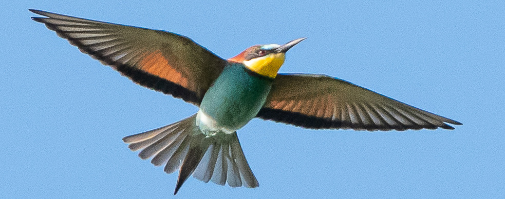 Bee Eater