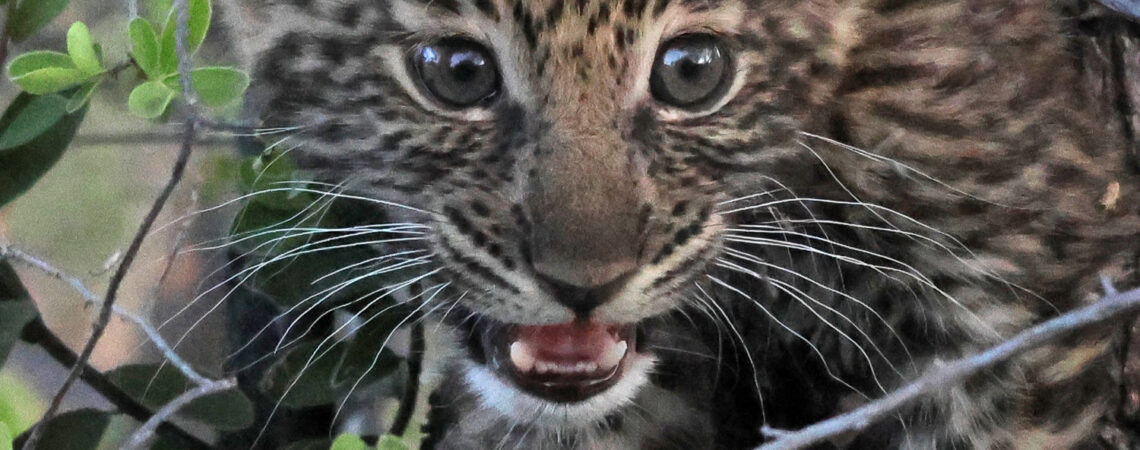 Leopard Cub