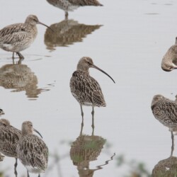 Category: Birds in Britain — 1st (Koniotes Award: 1st) Curlews by Keith White