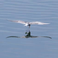 Category: Birds in Britain — 2nd Common Tern by Steve Casson