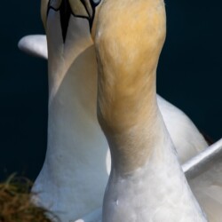 Category: Birds in Britain — 3rd Gannet Love by Steve Casson