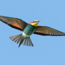 Category: Birds outside Britain — 1st (Koniotes Award: 2nd) Bee Eater by Roger Forder