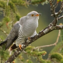 Category: Birds outside Britain — 2nd Lustful Cuckoo by Ian Taylor
