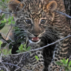 Category: Beasts & Beasties — 1st (Koniotes Award: 3rd) Leopard Cub by Mike Harrison