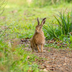 Category: Beasts & Beasties — 2nd Brown Hare by Gill Pullinger