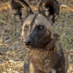 Category: Beasts & Beasties — 3rd Wild Dog by Mike Harrison