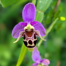 Category: Flowers, Plants and Fungi — 1st Bee Orchid by Richard Cheeseman