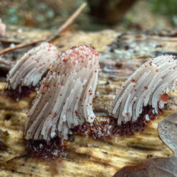 Category: Flowers, Plants and Fungi — 2nd Slime Mould by Kirsten Osa
