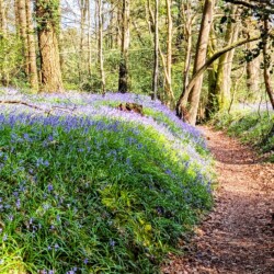 Category: Flowers, Plants and Fungi — 3rd The Path Taken by June Seabrook