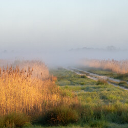 Category: Landscapes — 2nd Dawn Reeds by Gill Pullinger