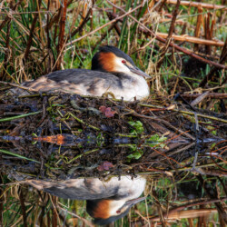 Category: Birds in Britain — 1st