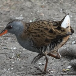 Category: Birds in Britain — 2nd