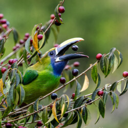 Category: Birds outside Britain — 2nd