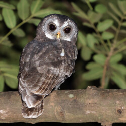 Category: Birds outside Britain — Joint 3rd