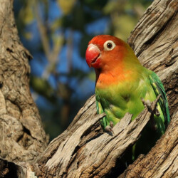 Category: Birds outside Britain — Joint 3rd