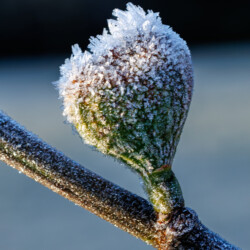 Category: Flowers, Plants and Fungi — 1st
