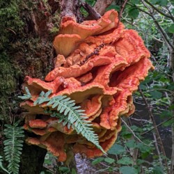 Category: Flowers, Plants and Fungi — 2nd