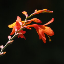 Category: Flowers, Plants and Fungi — 3rd